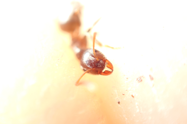 Lasius platythorax - erdei feketehangya