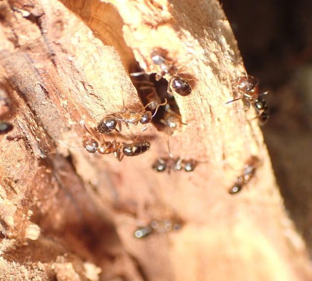 Colobopsis truncata - kapushangya