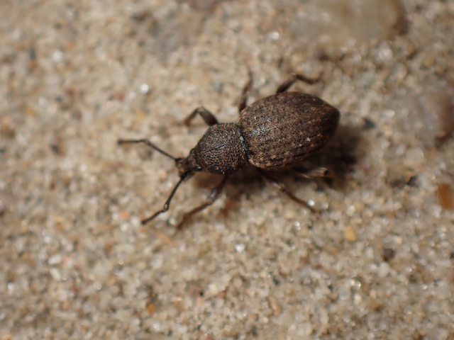 Otiorhynchus raucus - molyhos gyalogormányos