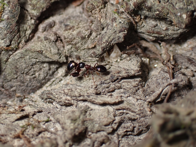 Dolichoderus quadripunctatus - négypettyes erdeihangya