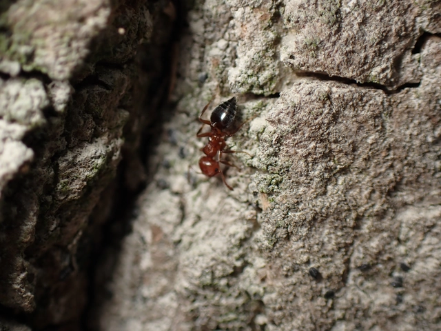 Crematogaster schmidti - vörös szívhangya