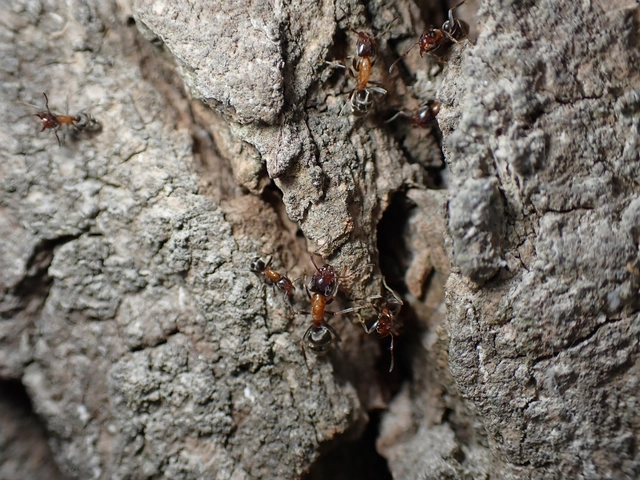 Liometopum microcephalum - tölgyfahangya