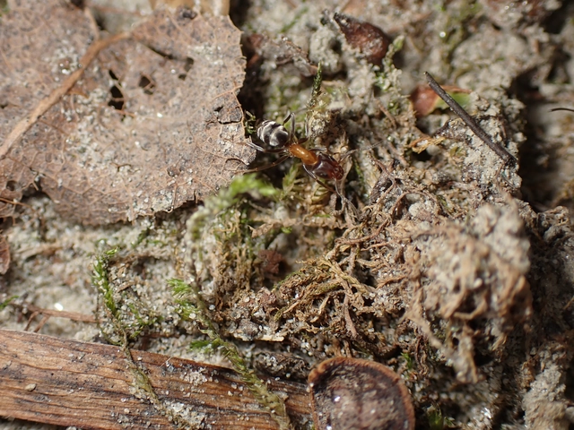 Liometopum microcephalum - tölgyfahangya
