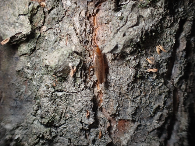 Ectobius Ectobius