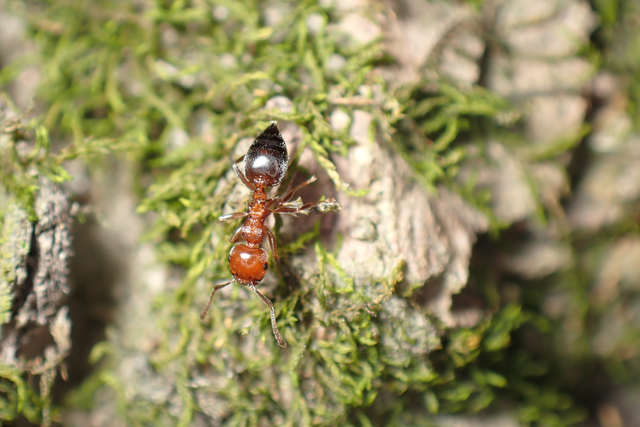 Crematogaster schmidti - vörös szívhangya