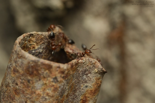 Crematogaster schmidti - vörös szívhangya