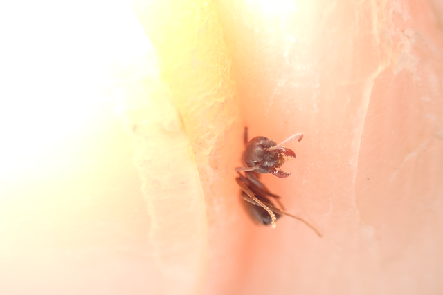 Lasius alienus - kövi feketehangya