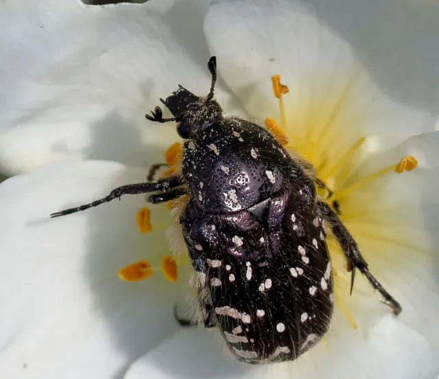 Oxythyrea funesta - sokpettyes virágbogár