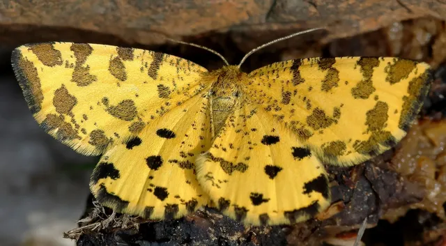 Pseudopanthera macularia - párducfoltos araszoló