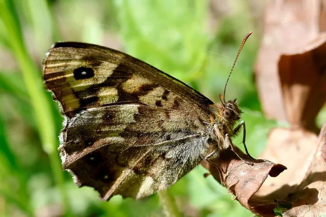 Pararge aegeria tircis - erdei szemeslepke