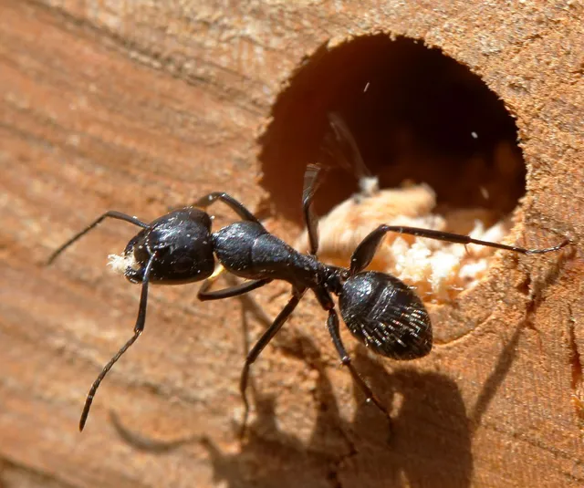 Camponotus vagus - fekete lóhangya