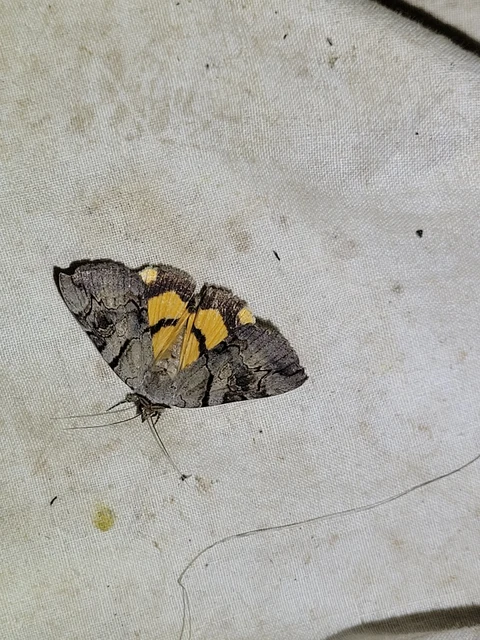 Catocala hymenaea - kökény-övesbagoly