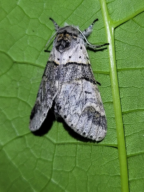 kis púposszövő - Furcula bifida