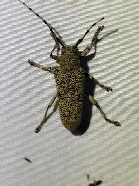 Saperda carcharias - nagy nyárfacincér