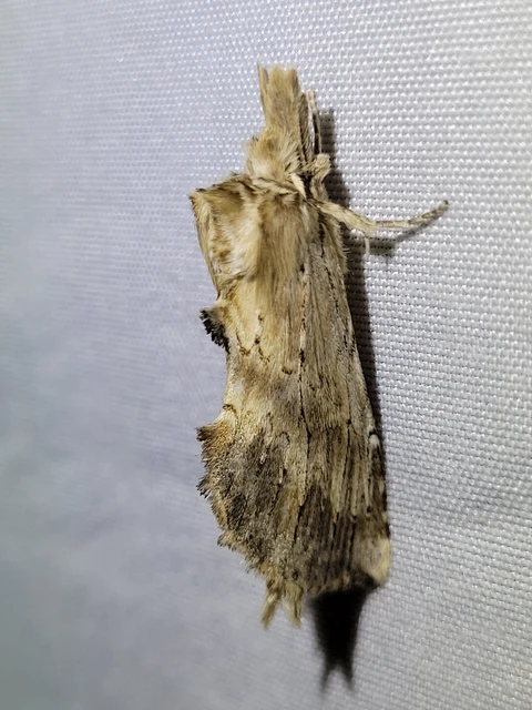 csőrös púposszövő - Pterostoma palpina