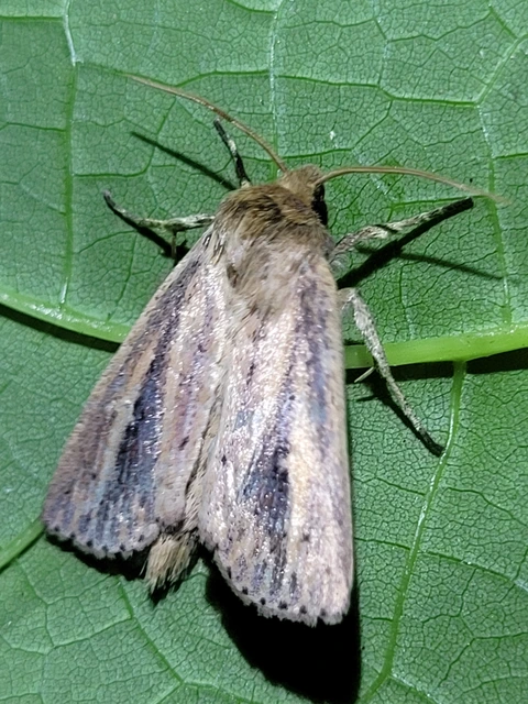 nagy nádibagoly - Globia sparganii