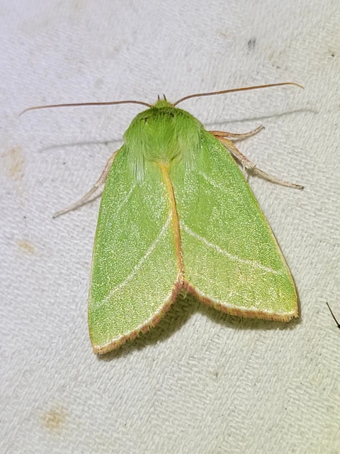 Pseudoips prasinana - bükkfa-zöldbagoly