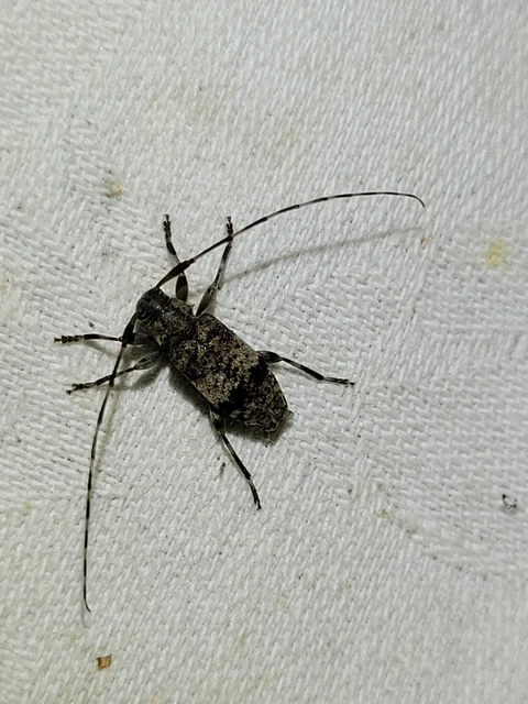 Leiopus nebulosus - öves gesztcincér