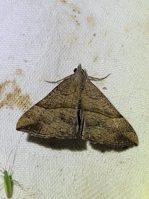 ormányos karcsúbagoly - Hypena proboscidalis