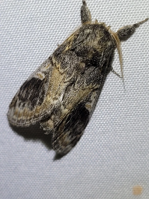 tarajos púposszövő - Notodonta tritophus