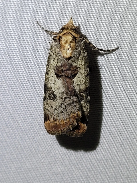 karcsú sárgafűbagoly - Epilecta linogrisea