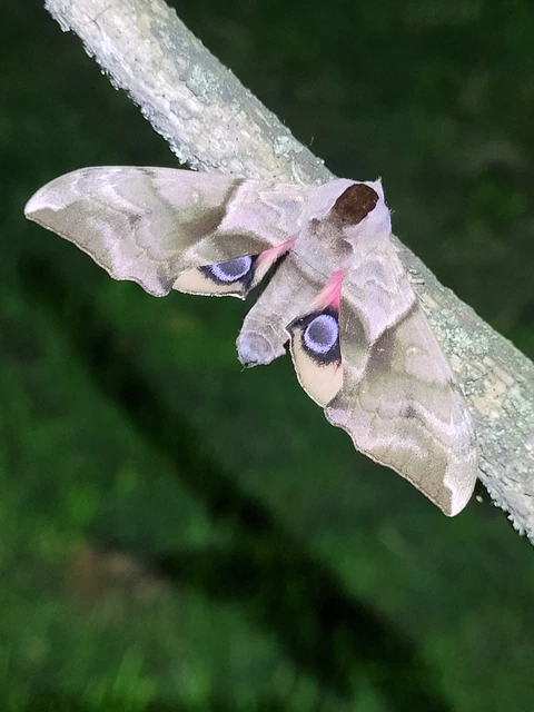 esti pávaszem - Smerinthus ocellatus