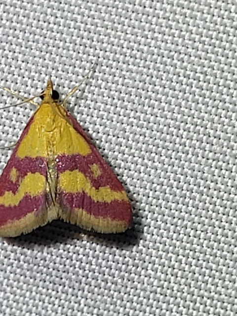 Pyrausta sanguinalis - vérszínű bíbormoly