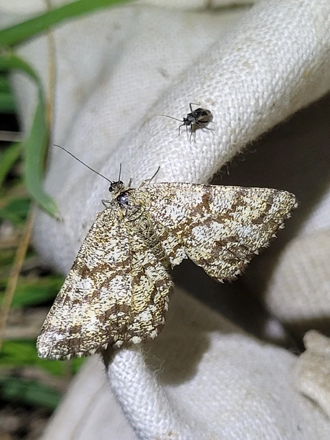 Ematurga atomaria - barna rétiaraszoló