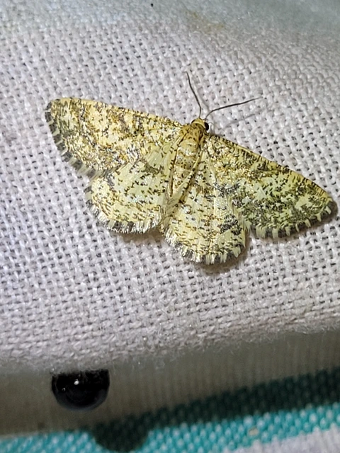 bőrszínű araszoló - Heliomata glarearia