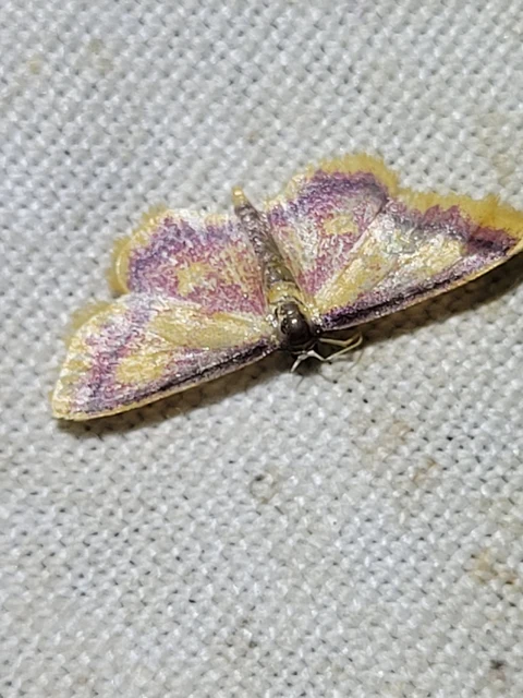 mocsári pirosaraszoló - Idaea muricata