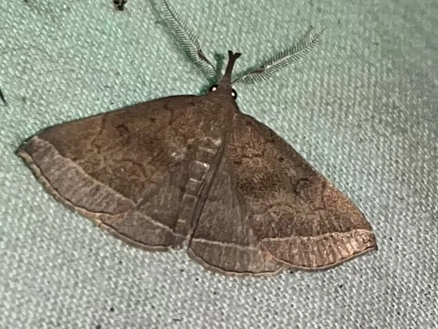 Pechipogo plumigeralis - tollascsápú karcsúbagoly