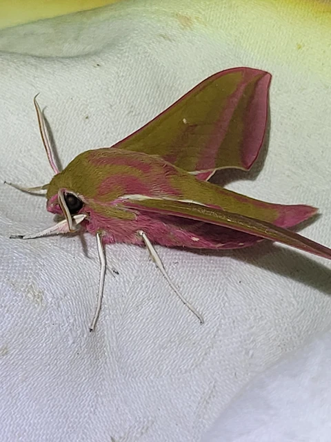 szőlőszender - Deilephila elpenor