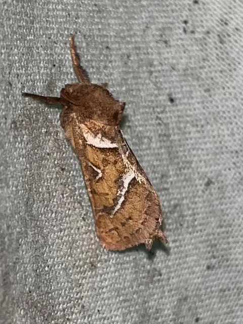 Triodia sylvina - kis gyökérrágólepke