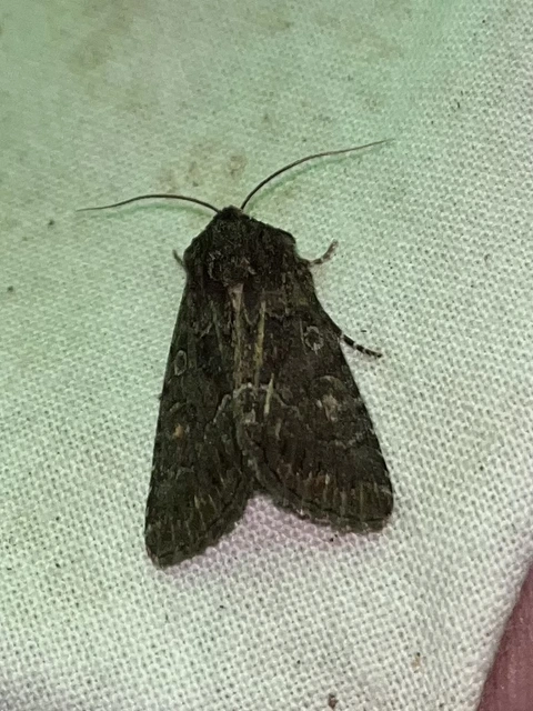 Thalpophila matura - fakó erdeibagoly