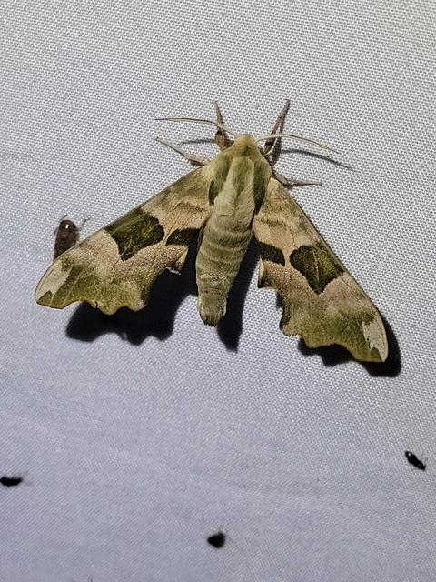 hársfaszender - Mimas tiliae