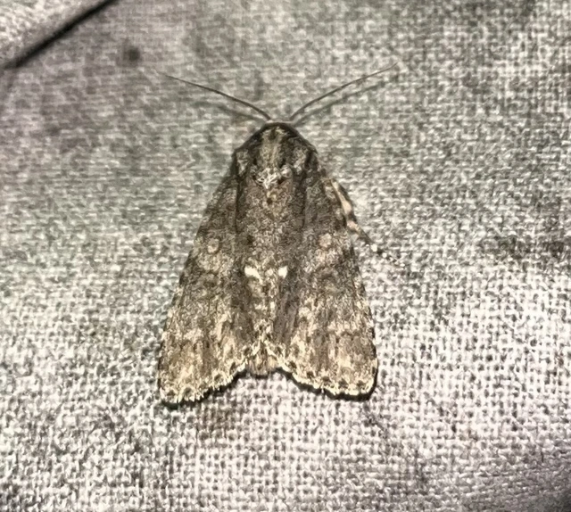 Acronicta rumicis - sóska-szigonyosbagoly