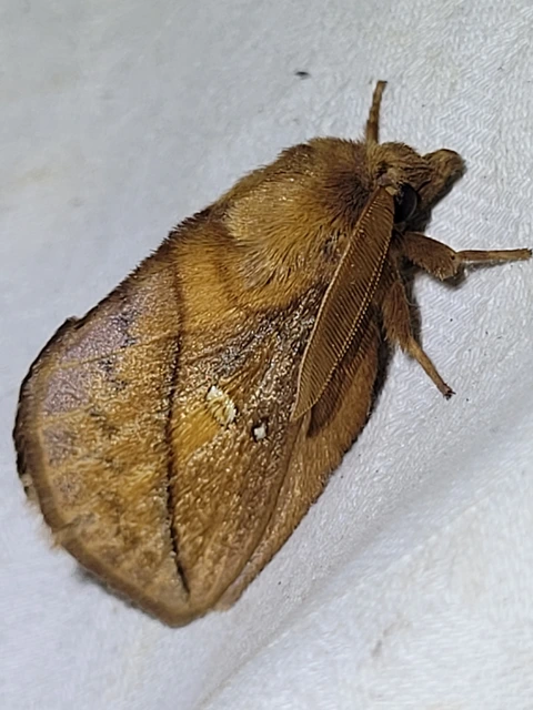 Euthrix potatoria - szomjas pohók