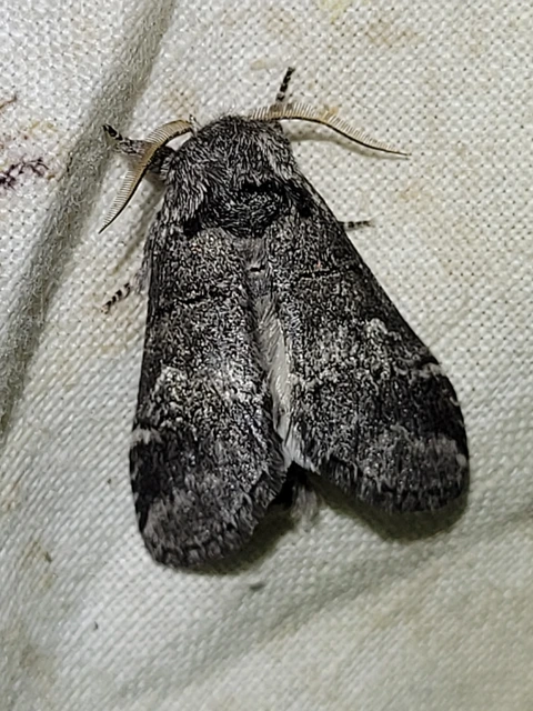 Drymonia querna - tölgyfa-púposszövő