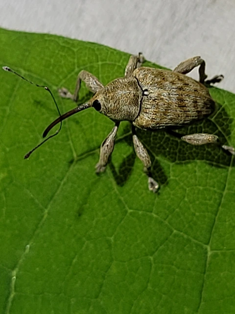 Curculio venosus - tarajos zsuzsóka