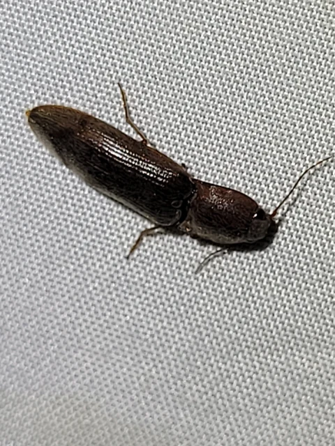 Stenagostus rhombeus - rombusznyakú pattanó