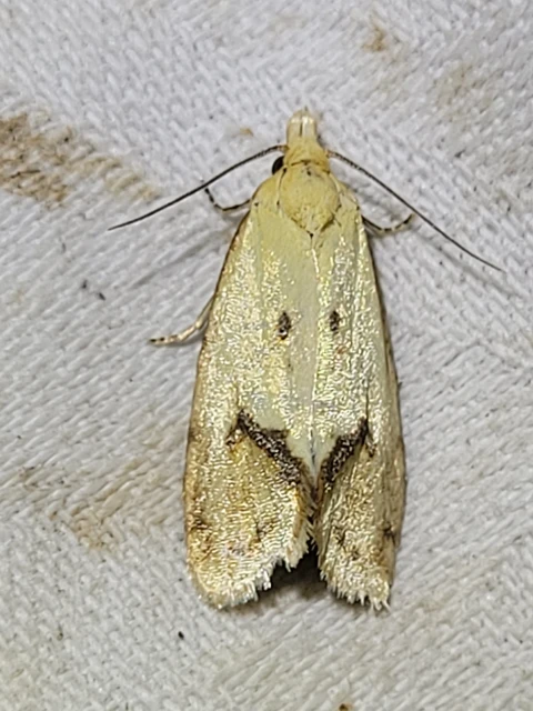 Agapeta hamana - közönséges sárgamoly