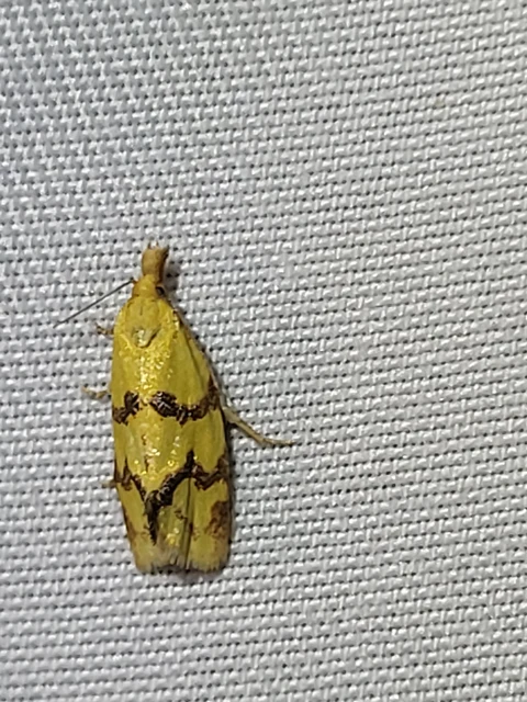 Agapeta hamana - közönséges sárgamoly