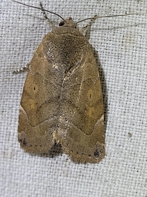 barna lombbagoly - Cosmia affinis