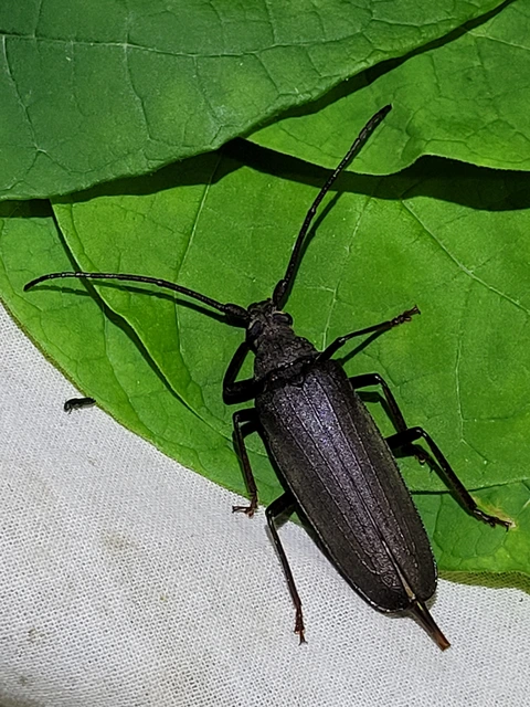 Aegosoma scabricorne - diófacincér