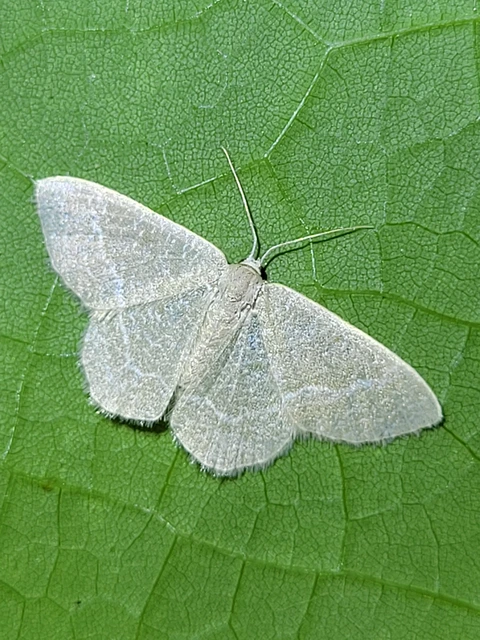 fehérpettyes zöldaraszoló - Phaiogramma etruscaria