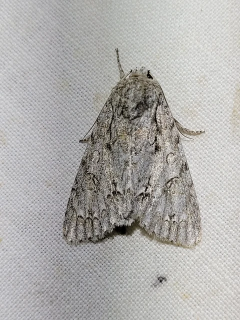 Acronicta aceris - vadgesztenye-szigonyosbagoly