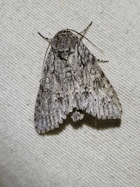 Acronicta aceris - vadgesztenye-szigonyosbagoly