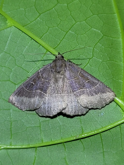 keleti lápibagoly - Arytrura musculus