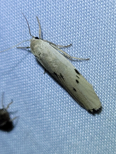 hamvas zuzmószövő - Pelosia muscerda