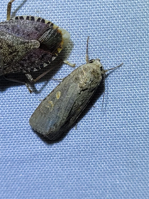 apró jegyesbagoly - Spodoptera exigua